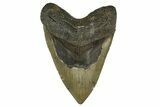 Serrated, Fossil Megalodon Tooth - North Carolina #308586-1